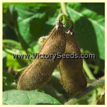 'Saint Ita' soybean dry pods.
