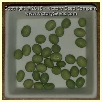 'Tengamine' soybean seeds