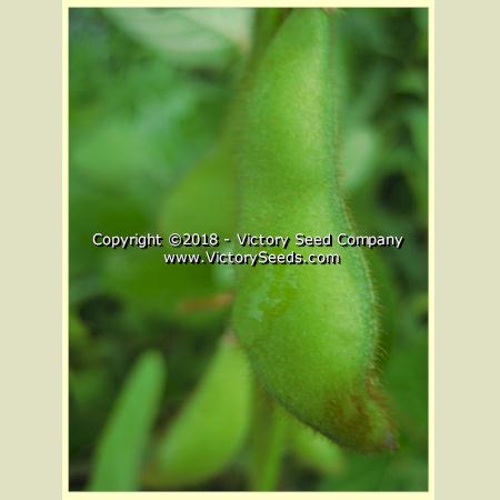 'Tohya' soybean pods.