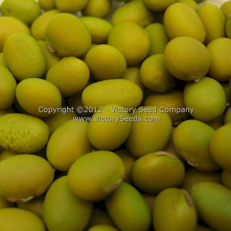 'Tokio Vert' soybeans.