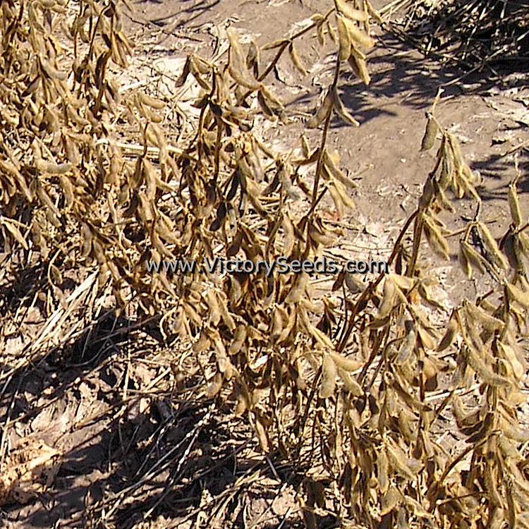 Drying 'Tokio Vert' soybean plants. Photo taken by E. Peregrine, USDA ARS National Soybean Research Lab. during the 2008 Maintenance Trial, Urbana, Illinois.