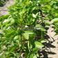'Tokio Vert' soybean plants.