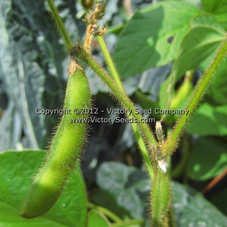 'Tokio Vert' soybean flowers and pod.