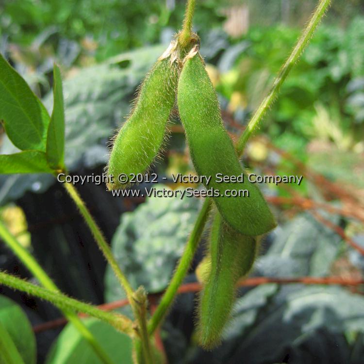 'Tokio Vert' soybean pods.