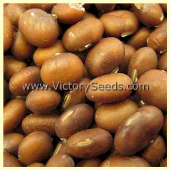 'Ugra Saja' soybean seeds