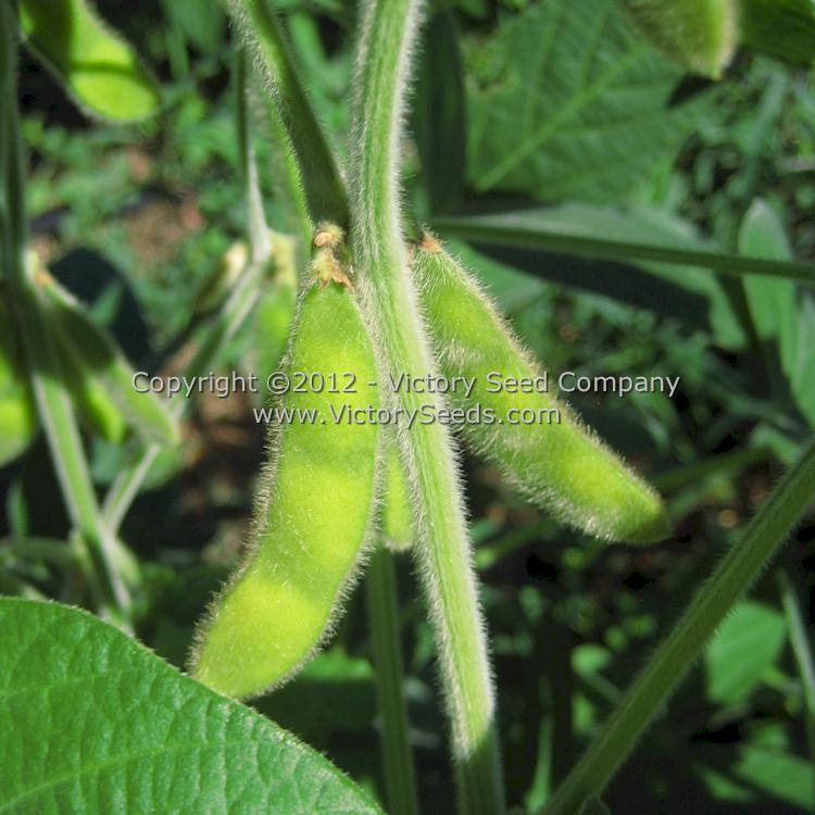 'Velvet' soybean pods.