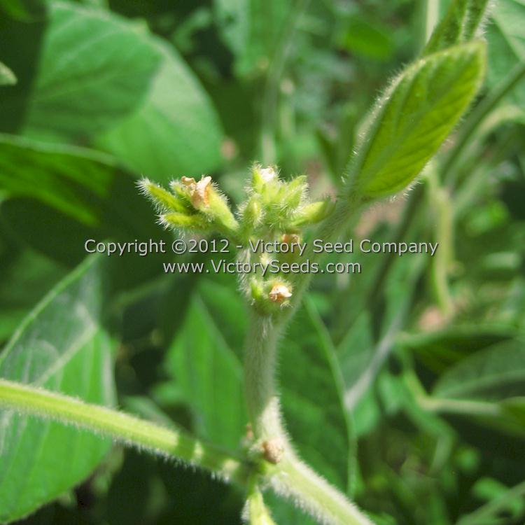 'Velvet' soybean flowers