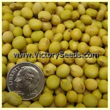 'Velvet' soybean seeds.