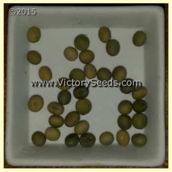 VIR 1501-40 Soybean