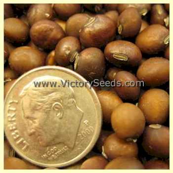 'Wielnska Brunatna' soybean seeds