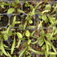 'Bloomsdale Longstanding' spinach seedlings.
