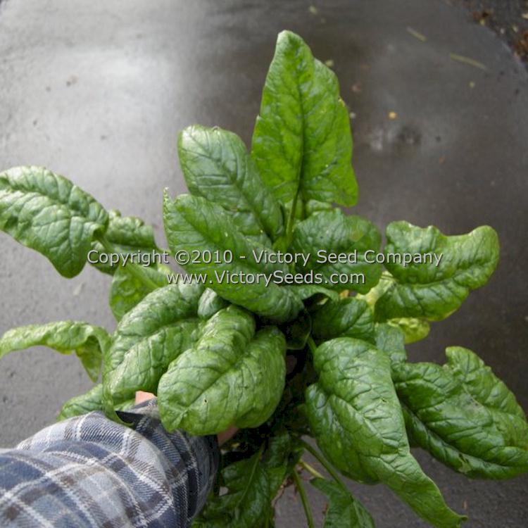 'Giant Nobel' spinach.