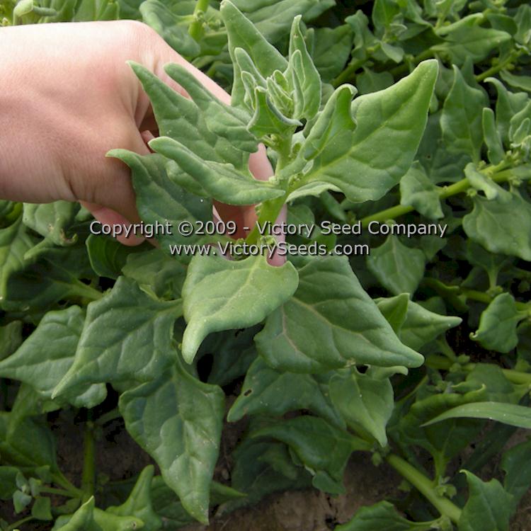 New Zealand Spinach Victory Seeds Victory Seed Company   Spinach New Zealand Close 