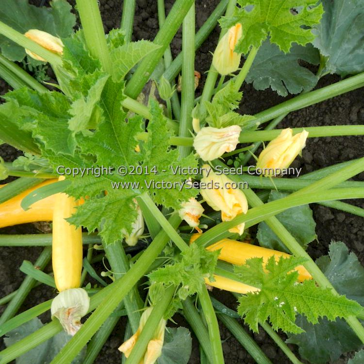 'Ananashyi' yellow zucchini summer squash.