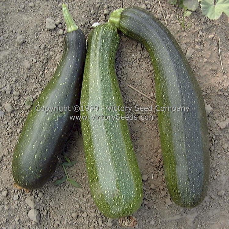 'Black Beauty' zucchini summer squash.