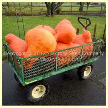 Hauling a load of Boston Marrow squash to the house.