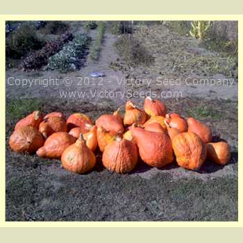 A harvest picture of Boston Marrow squash from 2012.