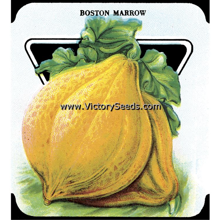 An early 20th century 'Boston Marrow' winter squash seed packet lithograph.