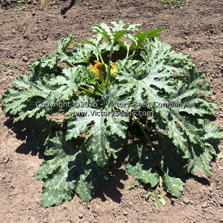'Caserta' summer squash plant.