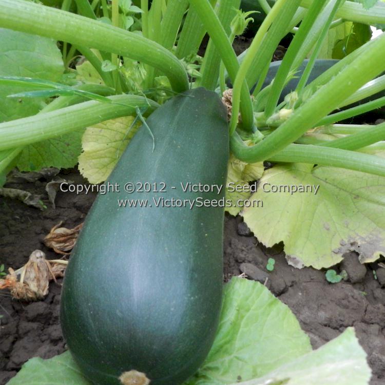 A larger, more mature 'Dark Green Zucchini' summer squash. Still excellent to eat!