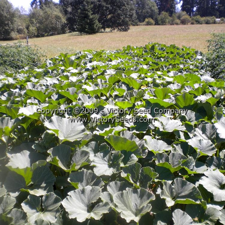 Gill's 'Sweet Meat' winter squash plants.