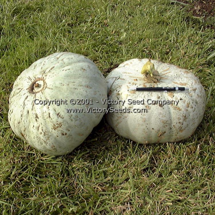Mature, Gill's 'Sweet Meat' winter squash fruit.