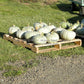 Gill's 'Sweet Meat' winter squash harvest curing in the sun prior to storage.
