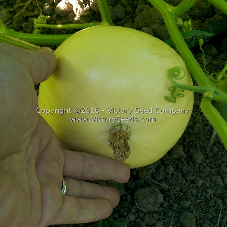 Immature 'Galeux d' Eysines' winter squash - Early August.