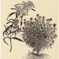 1883 print of 'Summer Savory' (<i>Satureja hortensis</i>) from Vilmorin-Andrieux & Cie, "The Vegetable Garden."