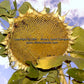 Giant Greystripe Sunflower