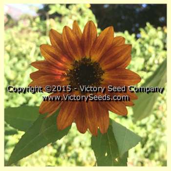 Annual Sunflower - 'All Sorts Mix' - Helianthus annuus