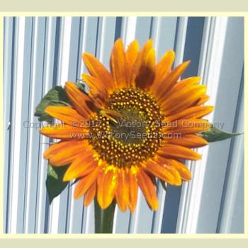 'Autumn Beauty' sunflower.