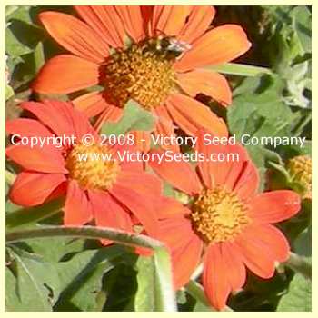 Mexican Sunflowers are attractive to pollinating insects.
