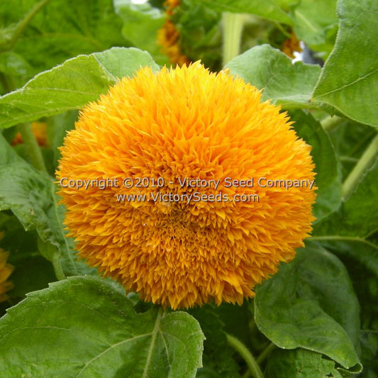 'Sungold' dwarf sunflower.