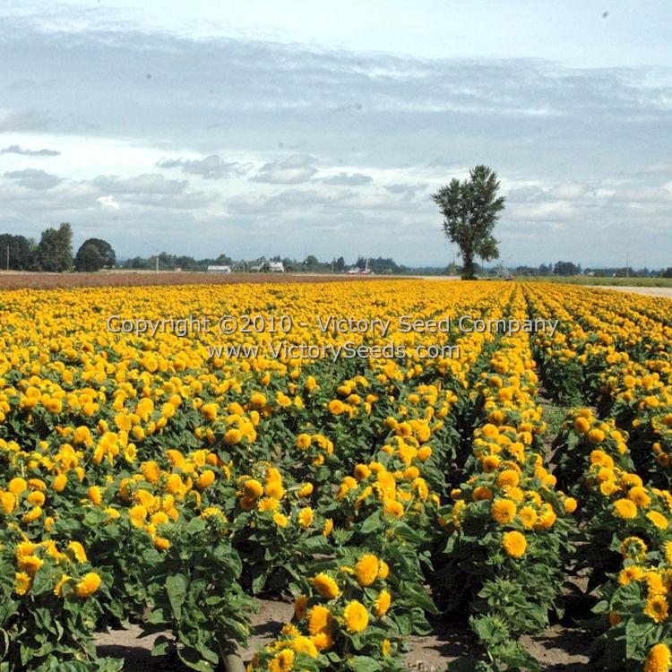 A field of 'Sungold' dwarf sunflowers.