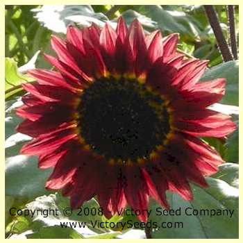 'Velvet Queen' Sunflower