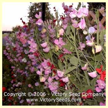 Royal Family Mix Annual Sweet Pea