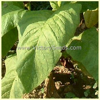 'Big Gem' tobacco leaf.
