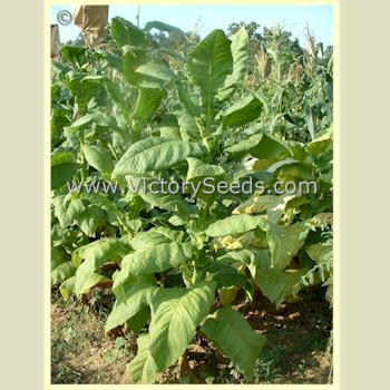 'Big Gem' tobacco plant.