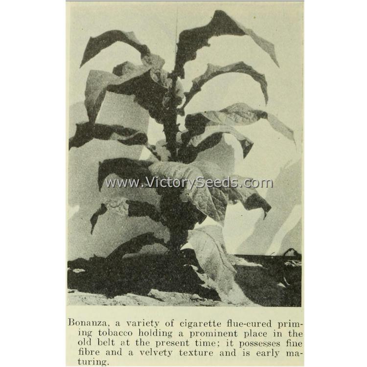Image from "Varietal Studies of Flue-Cured, Burley and Dark Tobaccos," Bulletin No. 178, 1935.