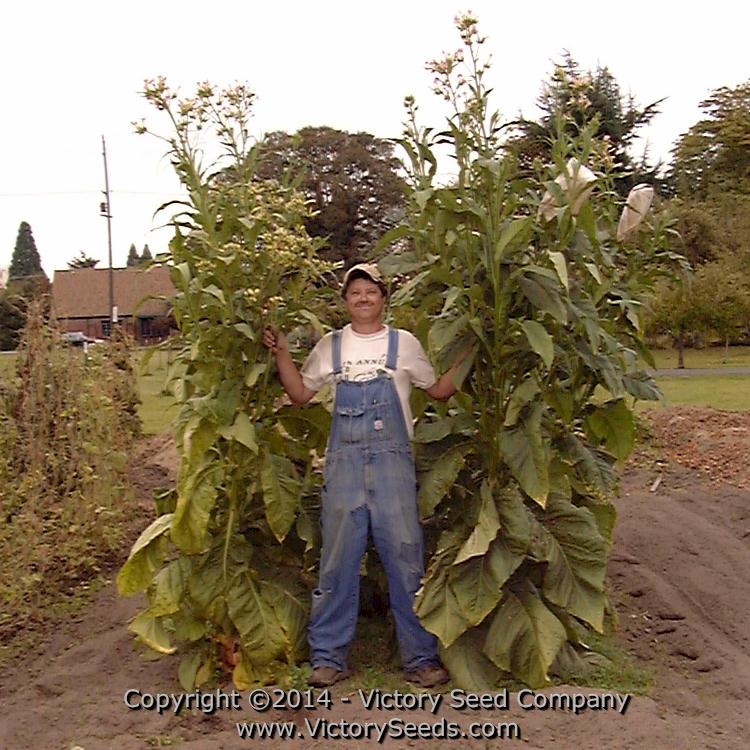 A tired, old, six foot tall farmer showing off 'Bonanza' tobacco plants.