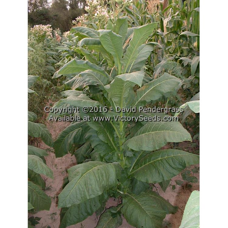 'Bonanza' tobacco plant.