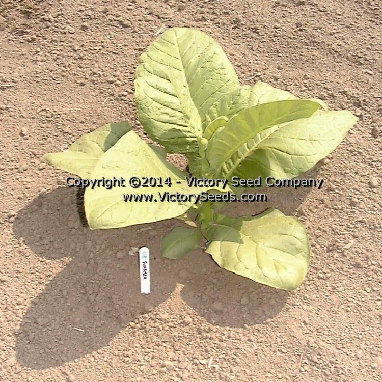 A 'Bonanza' tobacco seedling.