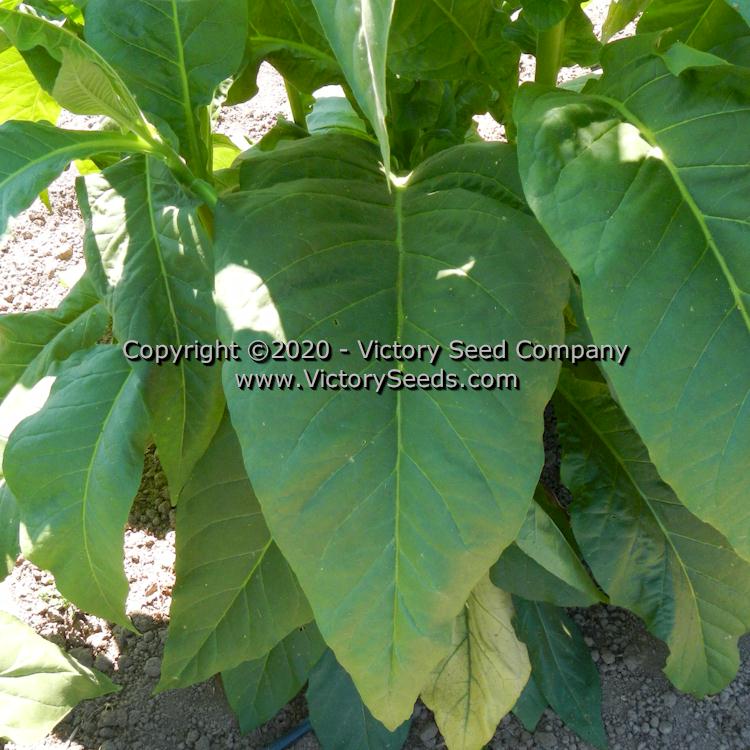 'Broad Leaf Orinoco' tobacco leaf.