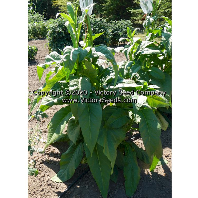 'Broad Leaf Orinoco' tobacco plant.