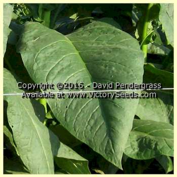 'Brownleaf' tobacco leaf.