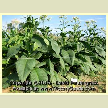 'Brownleaf' tobacco plants.
