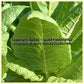 'Burley Mammoth' (aka 'KY16') tobacco leaf.