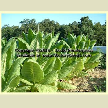 'Burley Mammoth' (aka 'KY16') tobacco plants.