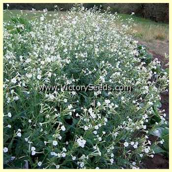 Clevelandii Tobacco (Nicotiana clevelandii) - a grouping of mature plants.